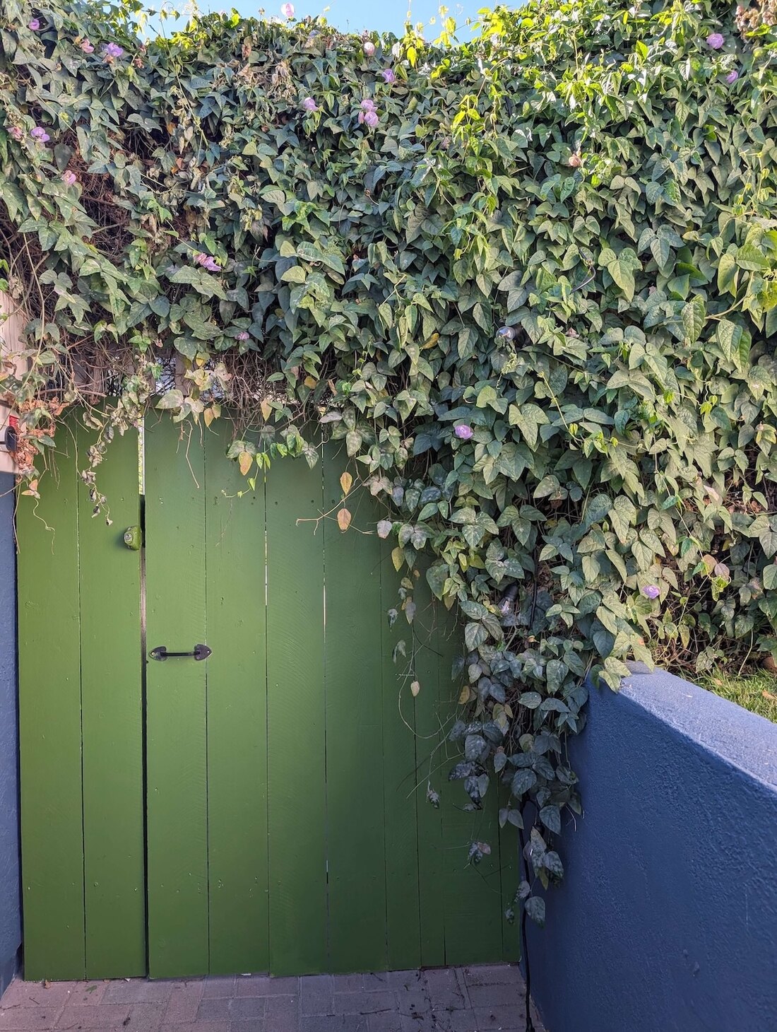 The ivy-covered green door entrance to Pachis art studio in Linda Vista, San Diego